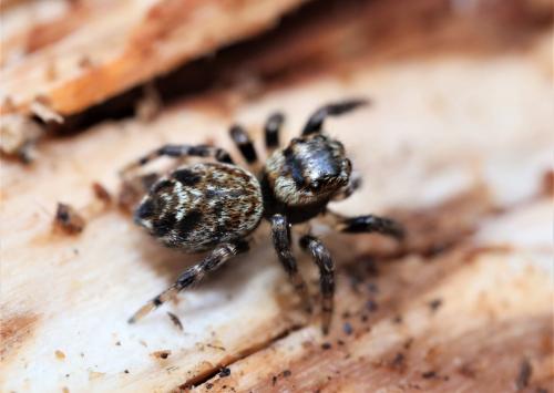 Evarcha sp.